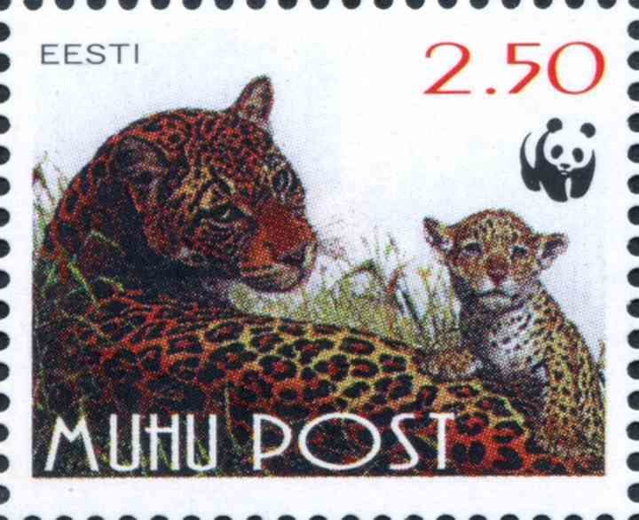 Leopard