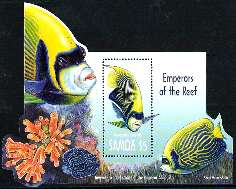 Emperor Angelfish (Pomocanthus imperator)