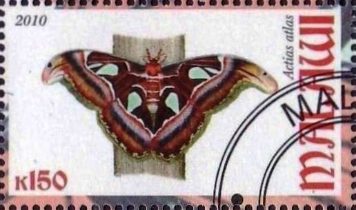 Actias atlas