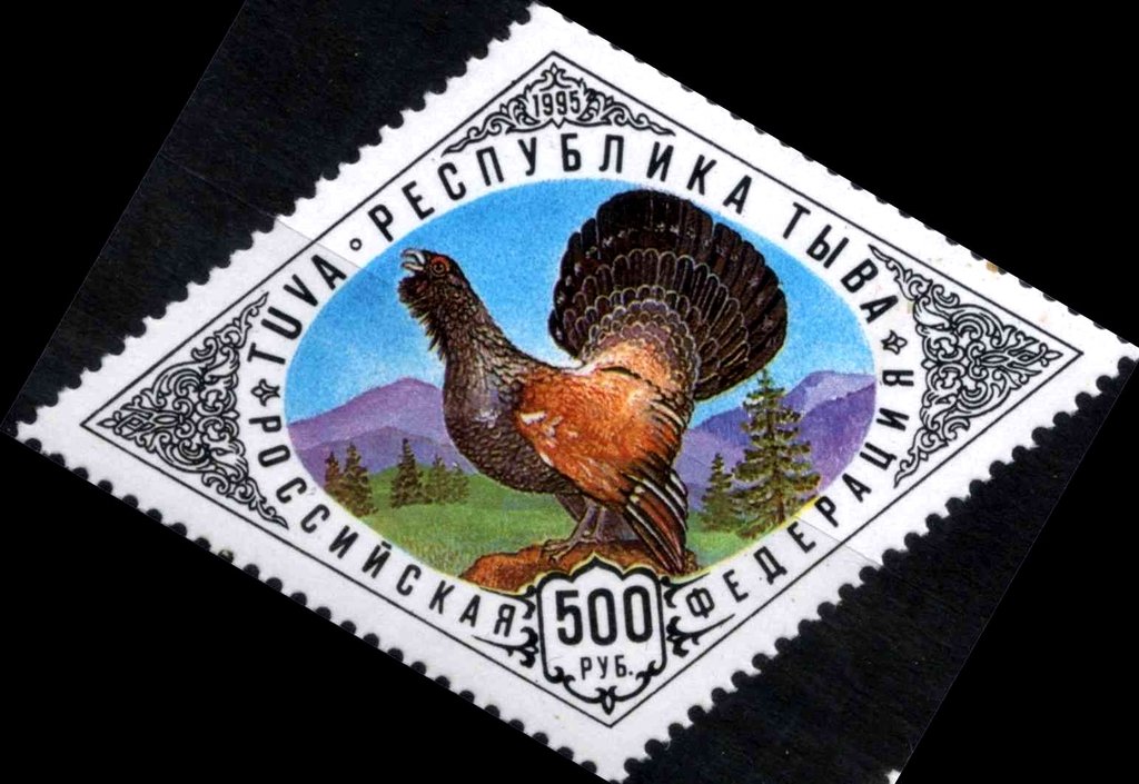 Bird
