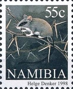 Mastomys sp.
