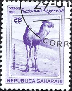 Stamp, Arabian camel (Camelus dromedarius), Cinderellas,  , Animals (Fauna), Mammals