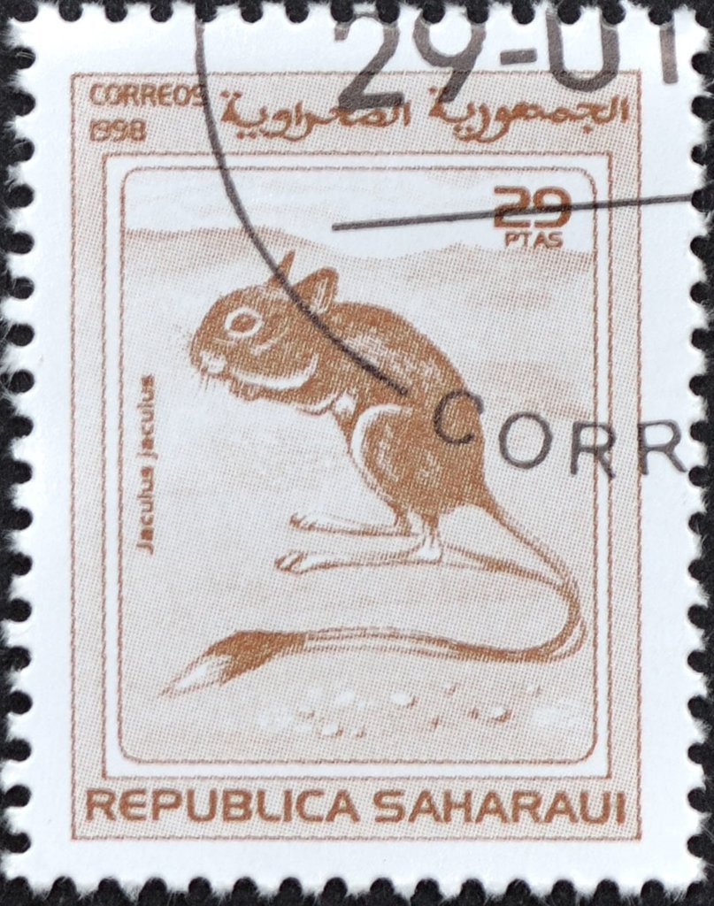 Lesser Egyptian jerboa (Jaculus jaculus)