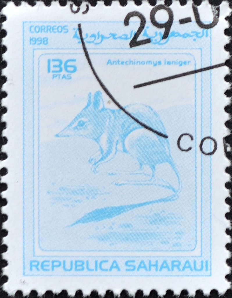Kultarr (Antechinomys laniger)