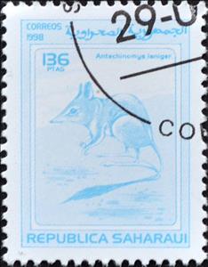 Stamp, Kultarr (Antechinomys laniger), Cinderellas,  , Animals (Fauna)