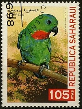 Parrots