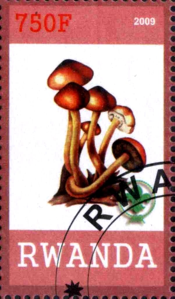 Mushrooms