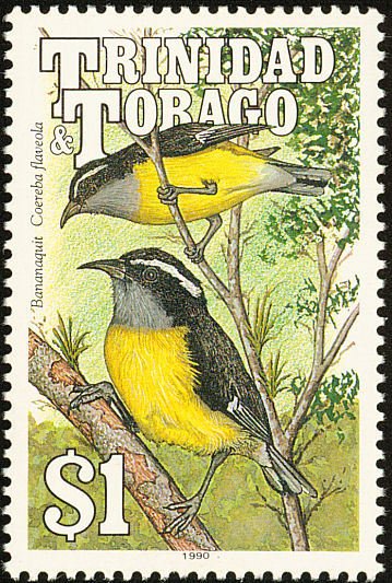 Bananaquit (Coereba flaveola)