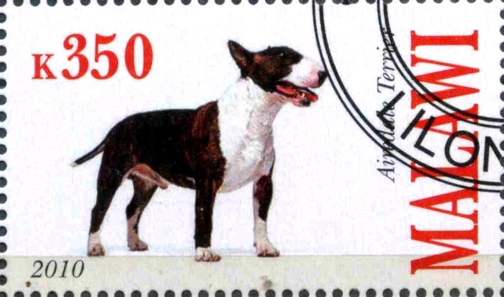 Airedale Terrier