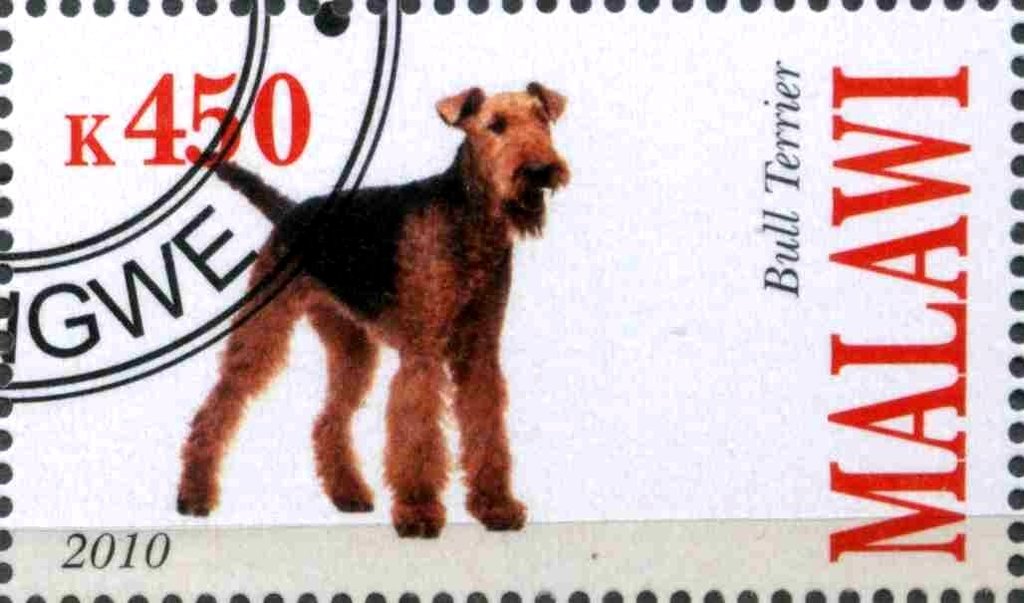 Bull Terrier