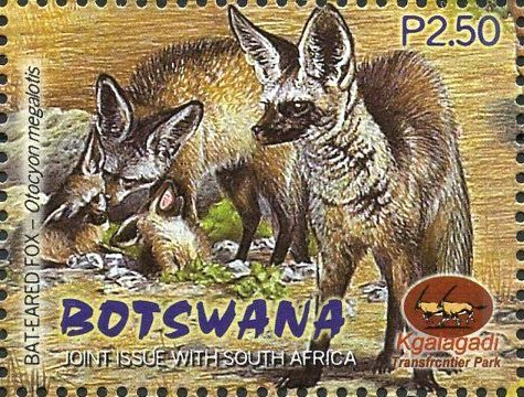 Bat-eared fox