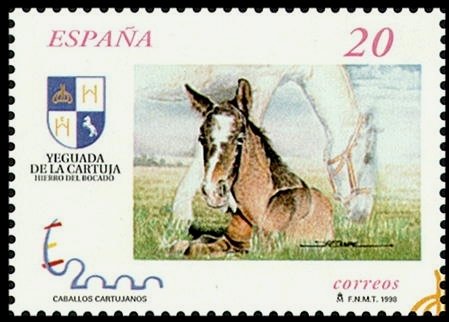 Carthusian Horse (Equus ferus caballus)