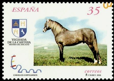 Carthusian Horse (Equus ferus caballus)