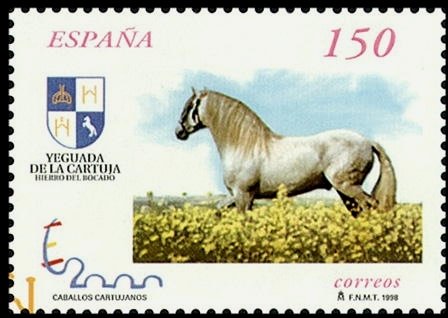 Carthusian Horse (Equus ferus caballus)