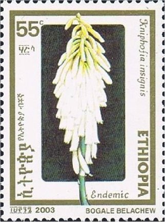 Kniphofia insignis