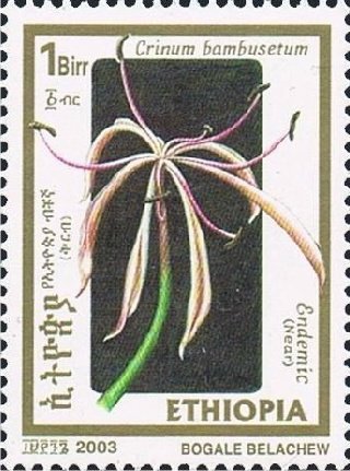 Crinum bambusetum