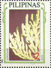 Bamboo Coral (Isis sp.)