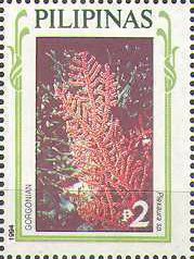 Octocoral (Plexaura sp.)