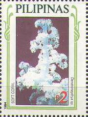 Carnation Tree Coral (Dendronephthya sp.)