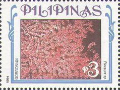 Gorgonia (Gorgonia sp.)