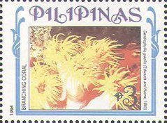 Gracile Cup Coral (Dendrophyllia gracilis)