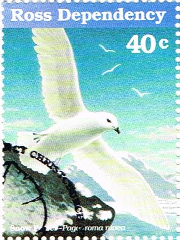 Snow Petrel (Pagodroma nivea)