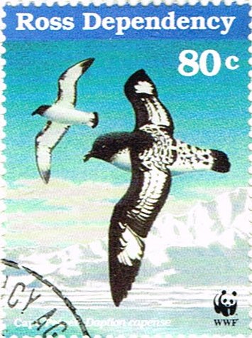 Cape Petrel (Daption capense)