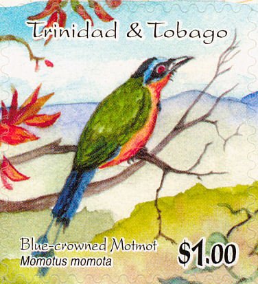 Blue-crowned Motmot (Momotus momota)