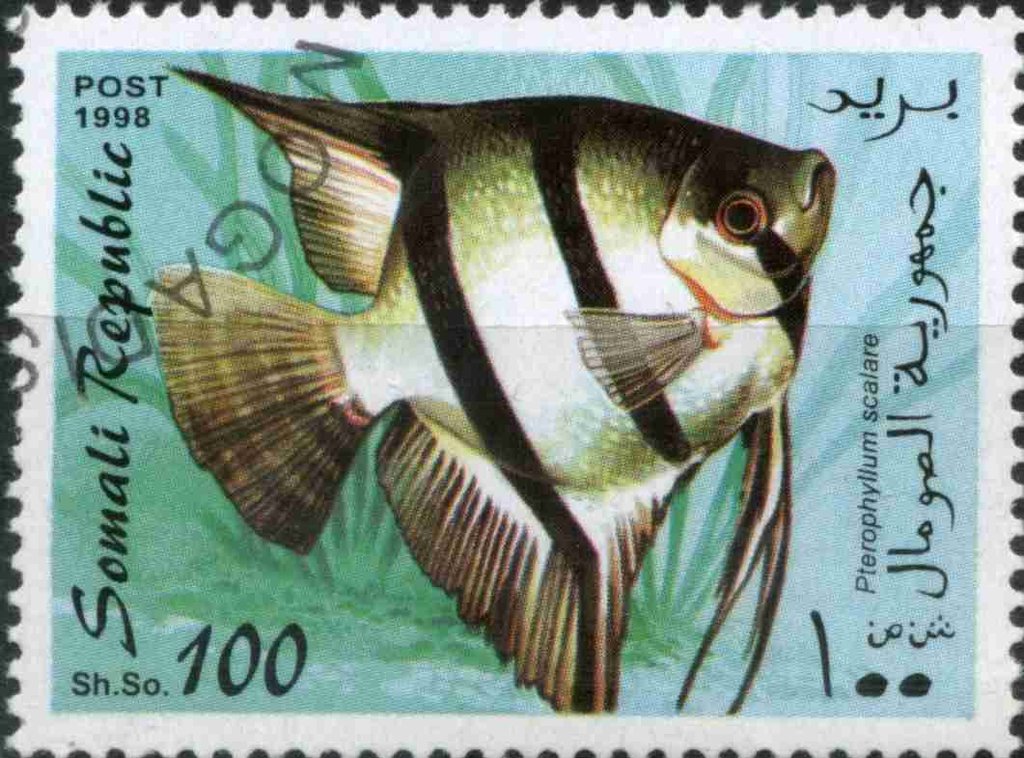 Pterophyllum scalare