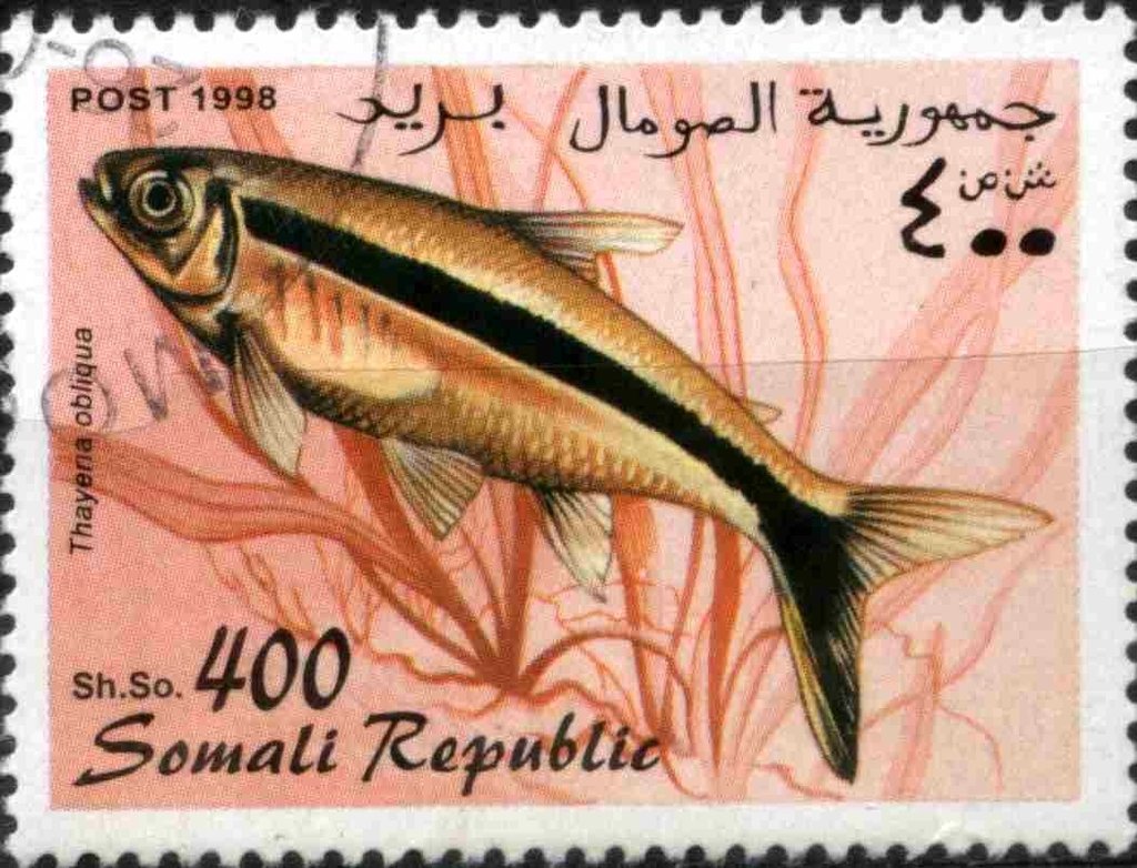 Thayena obliqua