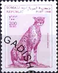 Cheetah