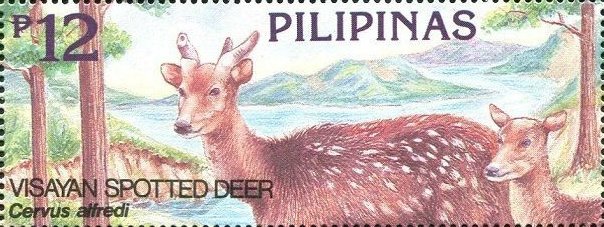 Prince Alfred's Spotted Deer (Cervus alfredi)