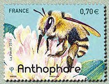 Anthophore