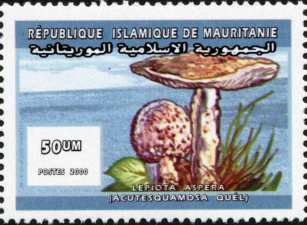 Lepiota aspersa