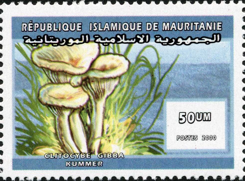 Clitocybe gibba