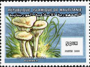 Stamp, Clitocybe gibba, Mauritania,  , Mushrooms