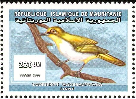  Malagasy White-eye - Zosterops maderaspatanus
