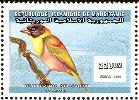 Nelicourvi Weaver - Ploceus nelicourvi