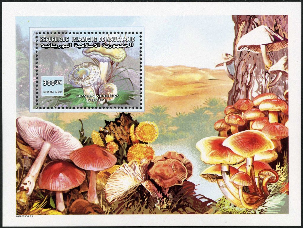 Russula virescens