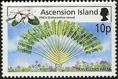 Traveller's palm