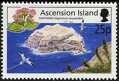 Boatswain Bird Island