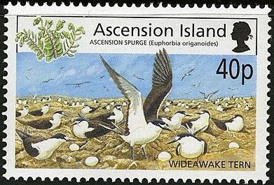 Wideawake Tern (Onychoprion fuscatus)