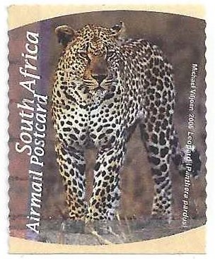 Leopard (Panthera pardus)