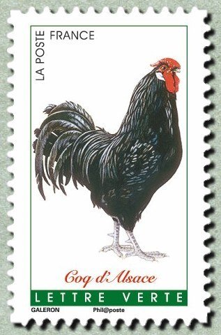 Alsace rooster