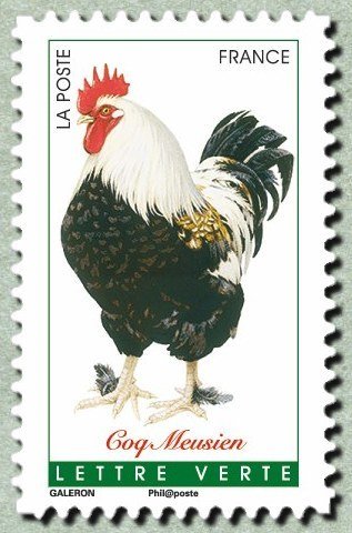 Meusien rooster