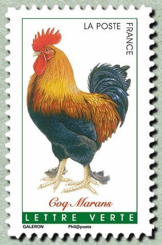 Marans rooster