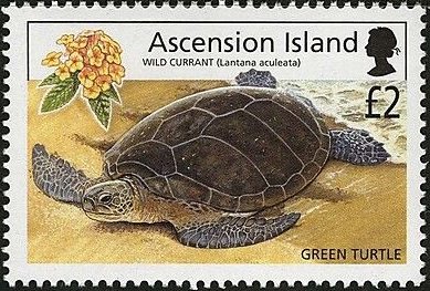 Green Sea Turtle (Chelonia mydas)