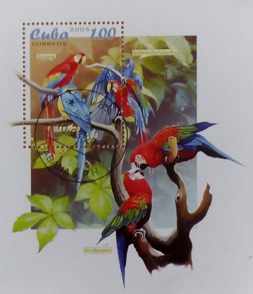 Parrot