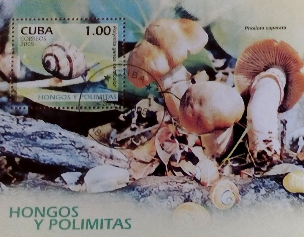 Snail