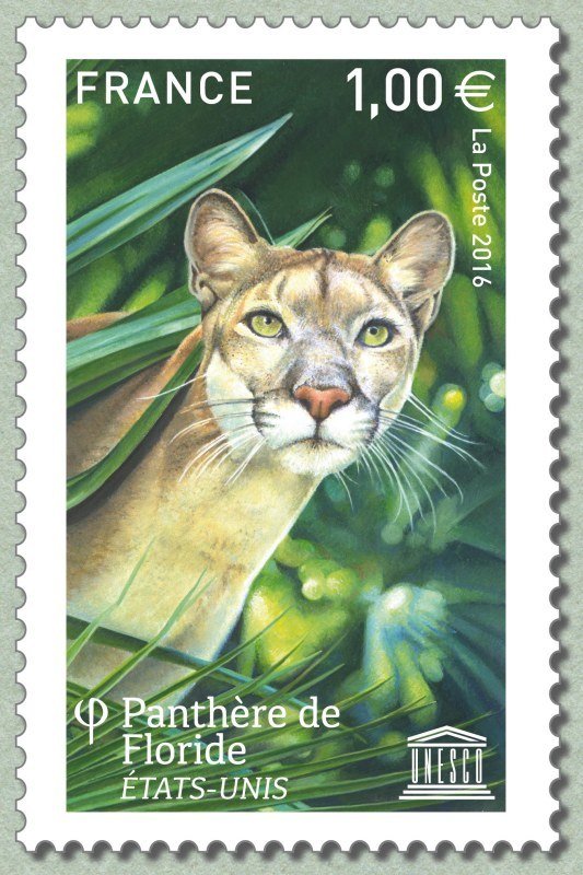 Florida panther - United States